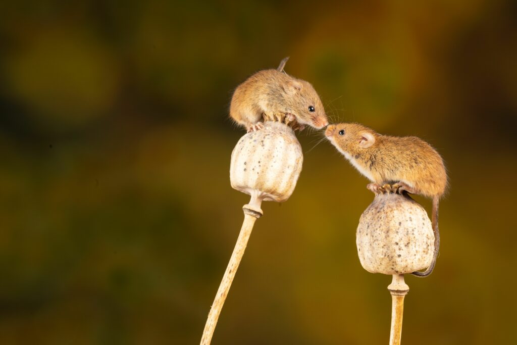 field mice on flowers